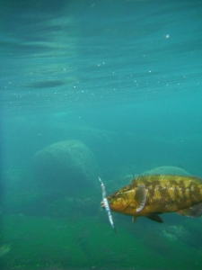 First Wrasse of 2012 coming in.